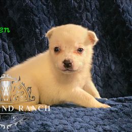 Vixen - Blue female Australian Cattle Dog puppy in Silsbee, Texas from Rockin ND Ranch