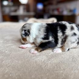 Miniature Australian Shepherd Puppies from Dripping Springs Mini Aussies