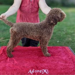 Gucci - Lagotto Romagnolo