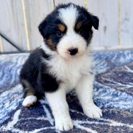 Reiner - Black tri-color female Australian Shepherd puppy in Vernal, Utah from Dancing M Australian Shepherds