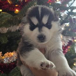 Black and white male - Black and white male Siberian Husky puppy in Wheelock, Vermont from Powdermist Siberians, LLC.