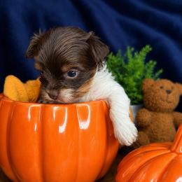 Pumpkin - Tan and white female Yorkshire Terrier puppy in Jacksonville, Florida from Yorktown Yorkies