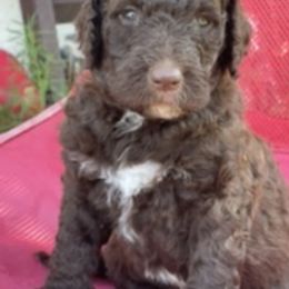 Goldendoodle Puppies from Sunshine Doodles