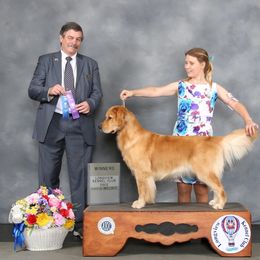 Golden Retriever Puppies from Aubergine Goldens