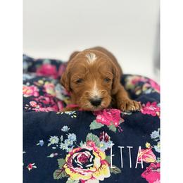 Etta - Red  female Goldendoodle puppy in Smithfield, Kentucky from KBK9 Kennels