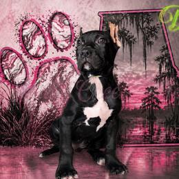 Delta - Black female Perro de Presa Canario puppy in Horizon, Texas from Mesquite Creek Kennels