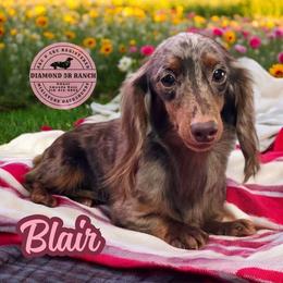 Blair - Dapple female Dachshund puppy in Columbia, Louisiana from Diamond 5R Ranch AKC & CKC Miniature Dachshunds