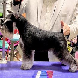 Carrie - Miniature Schnauzer