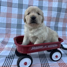 Mr. Flounder - Golden male Golden Retriever puppy in Knoxville, Tennessee from Jack and Ginger’s Goldens