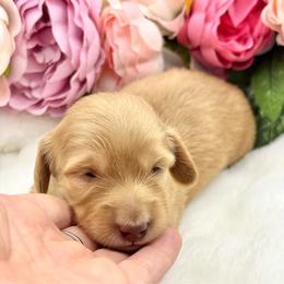 Louie - Red male Dachshund puppy in Exeter, California from Sawtooth Miniature Dachshunds