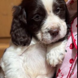 Snickers - Liver and white male English Springer Spaniel puppy in Coeur D'alene, Idaho from Springer Hollow