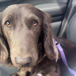 Harry - Dachshund