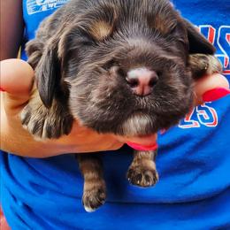 Piper - Brown white and tan female Cockapoo puppy in Indiahoma, Oklahoma from Phamily Doodles