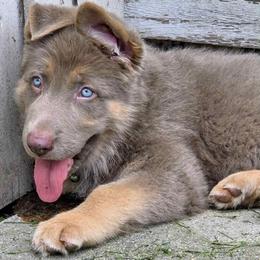 German Shepherd Puppies from Legacy Reborn