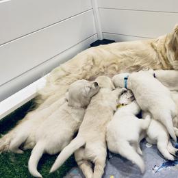 Golden Retrievers from Abbie Stecker