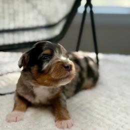 Sally - female Australian Mountain Doodle puppy in Decatur, Illinois from Signature Doodles