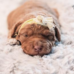 Lola - Red  female Goldendoodle puppy in Lima, Ohio from Hommel’s Mini Darling Doodles