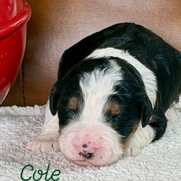 Cole - Black tri-color male Aussiedoodle puppy in Burbank, Ohio from Berns & Doodles