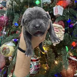 Girl 8 - Gray female Cane Corso puppy in Utah from 3Lake Kennelz
