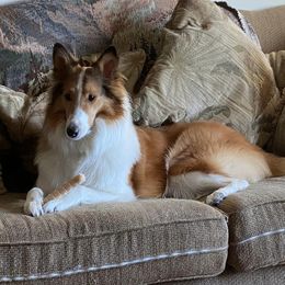Skye - Collie