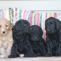Goldendoodle Puppies from WNC Mountain Doodles