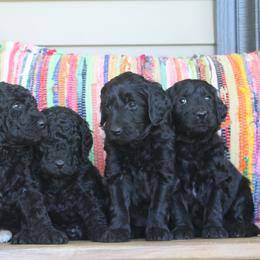 Goldendoodle Puppies from WNC Mountain Doodles