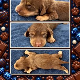 Twix - Chocolate and cream male Dachshund puppy in High Hill, Missouri from High Hill Hounds