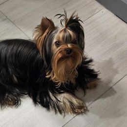 Ginger - Yorkshire Terrier