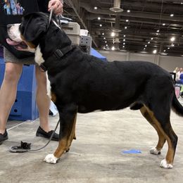 Greater Swiss Mountain Dog All Grown Up from Bugyal Kennel