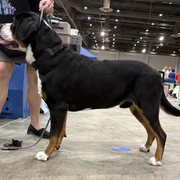 Greater Swiss Mountain Dog All Grown Up from Bugyal Kennel