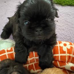 Girl 1 - Black female Shih Tzu puppy in Augusta, Maine from Zulas Shih Tzu of Maine