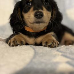 Dachshund Puppies from Winnie’s Doxies