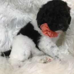 Poodle Puppies from Timber Hills Poodles and Doodles