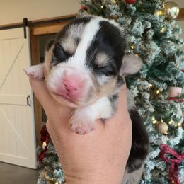 Boy 1 - Blue male Pembroke Welsh Corgi puppy in Beggs, Oklahoma from Blue Diamond Corgi’s