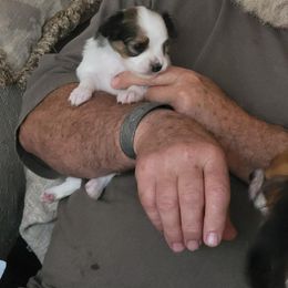 Papillon Puppies from Suzanne Johnson Papillons