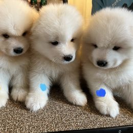 Samoyed Puppies from O’blako Samoyeds