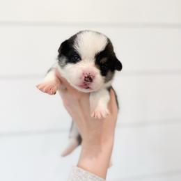 Frog Footman - Brown - Black and tan male Pembroke Welsh Corgi puppy in Milan, Georgia from Williams’ Welsh Corgis LLC