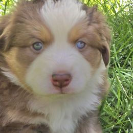 Cinnamon - Red tri female Miniature Australian Shepherd puppy in Crestline, California from Haugen's Minis
