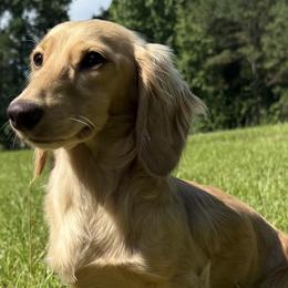 Dachshunds and Miniature Australian Shepherds from Kelsey Humphrey