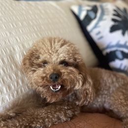 Bichon Frises and Poodles from Casa de Curls