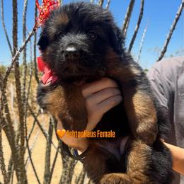 BB Litter orange collar - Black and red female German Shepherd puppy in Wickenburg, Arizona from Vom AshtonHaus German Shepherds