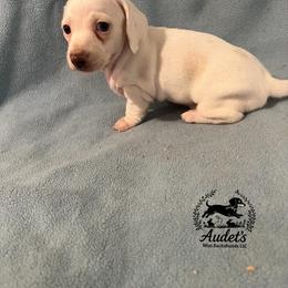 Daisy - ee red dapple piebald - Piebald female Dachshund puppy in East Dover, Vermont from Audet’s Mini Dachshunds