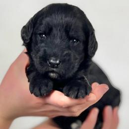 Elm - Black and white female Assorted Doodle Crosses puppy in Kansas City, Missouri from Beary GoldenDoodles