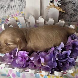 Honey - Cream female Dachshund puppy in Townsend, Georgia from Salt Creek Dachshunds