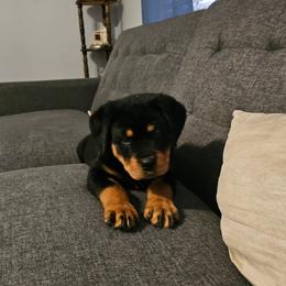 Light Pink Girl 2 - Black and mahogany female Rottweiler puppy in Seale, Alabama from A & Y Guardian Rottweiler