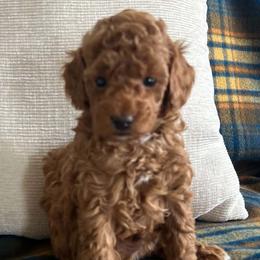 Poodles from Notre Dame Poodles