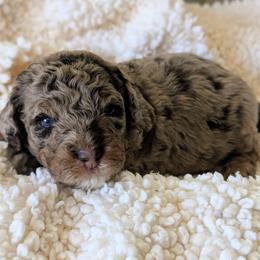 Amaya - Chocolate merle female Bernedoodle puppy in Sparta, Missouri from Sis' Doodles & Poodles
