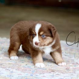 Strawberry Swirl Cheesecake - Red tri female Miniature Australian Shepherd puppy in Prague, Oklahoma from Clay Creek Aussies