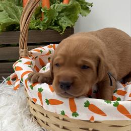 Royal Blue - Yellow male Labrador Retriever puppy in Heath Springs, South Carolina from Rich Hill Retrievers