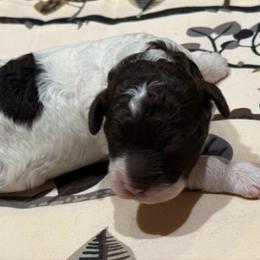Custard Croissant - White female Lagotto Romagnolo puppy in Chicago, Illinois from Midwest Lagotto Romagnolo